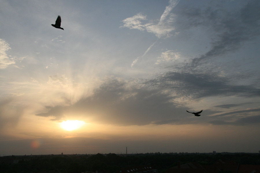 Sonnenaufgang mit Tauben von meiner Fabrik.JPG