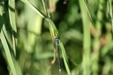 Hufeisen-Azurjungfern-Libelle (Coenagrion puella) frisst kleineres Insekt