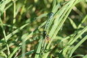 Hufeisen-Azurjungfern-Libellen (Coenagrion puella) bei der Paarung, mit Störenfried