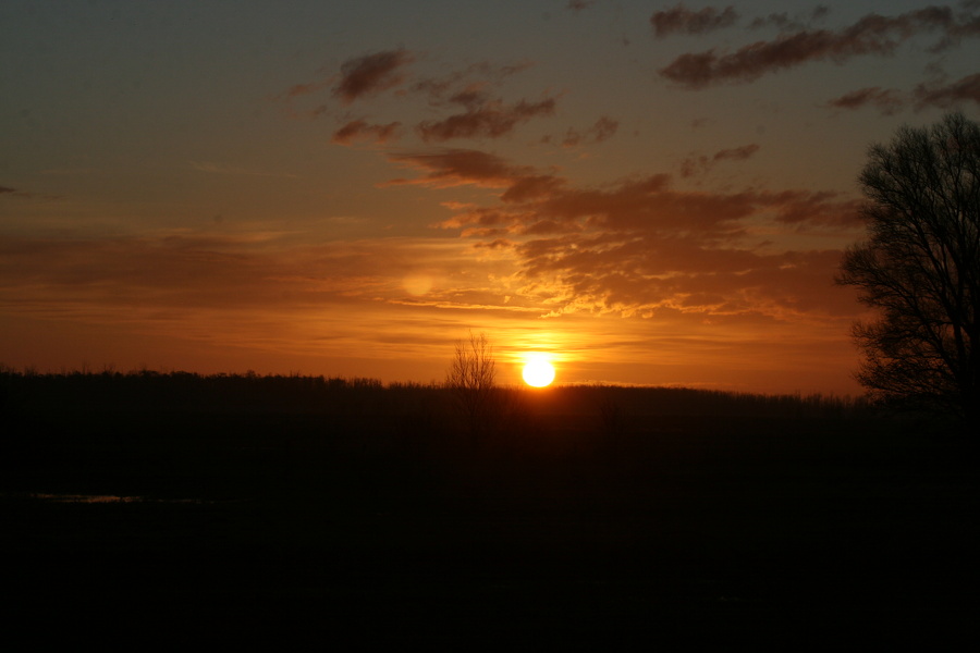 Sonnenaufgang & Rehe im goldenen Sonnenschein  7073.JPG