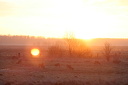 Sonnenaufgang & Rehe im goldenen Sonnenschein  7071