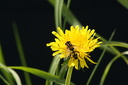 Blühender Löwenzahn (Taraxacum officinale) mit Insekt