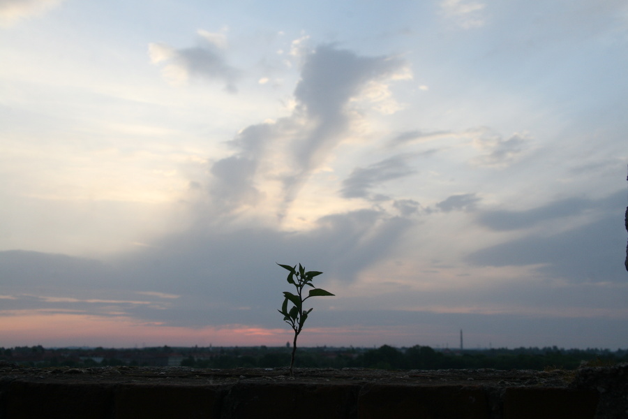 Sonnenaufgang auf meiner Fabrik, Pflanze auf der Mauer  0089.JPG