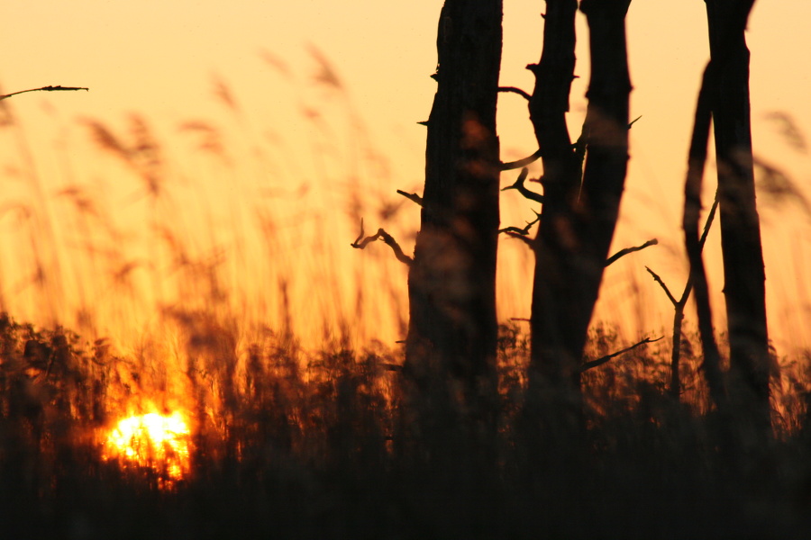 Sonnenuntergang mit abgestorbenen Bäumen und Schilf im Vordergrund  0407.JPG
