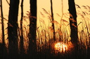 Sonnenuntergang mit abgestorbenen Bäumen und Schilf im Vordergrund  0379