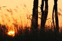 Sonnenuntergang mit abgestorbenen Bäumen und Schilf im Vordergrund  0407