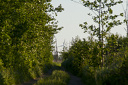 Zugewachsener Plattenweg durchs Moor, Windkraftrad am Horizont  0257.1