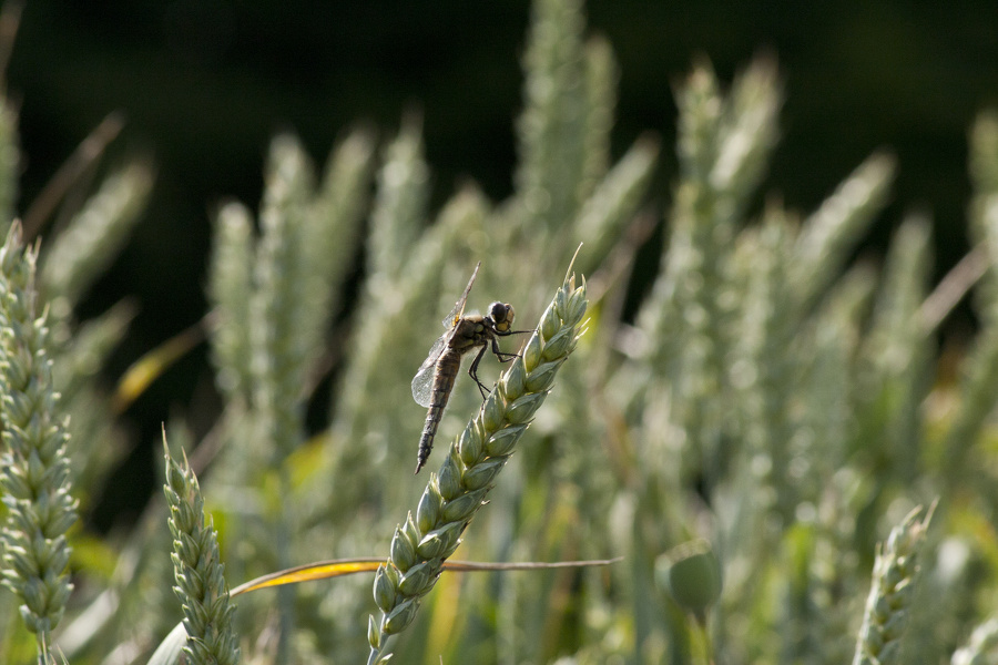 Libelle sitzt auf Weizen  2493.1.jpg