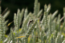 Libelle sitzt auf Weizen  2493.1
