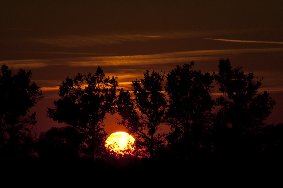 Untergehende Sonne mit Pappeln im Vordergrund  3926.1.jpg