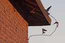 Schwalben im Anflug aufs Nest unterm Dachvorsprung  3894.1