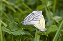 Schmetterlinge bei der Paarung  4136.1