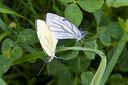 Schmetterlinge bei der Paarung  4141.1