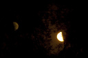 Mondaufgang, Halbmond mit Baum im Vordergrund  4347.1