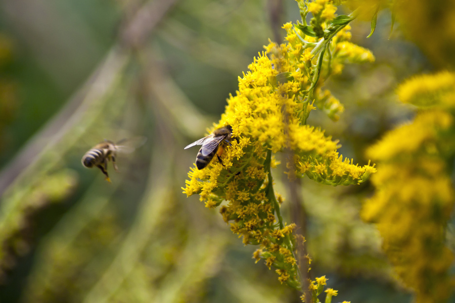 Biene (Apis mellifera) auf gelber Blüte  5900.1.jpg