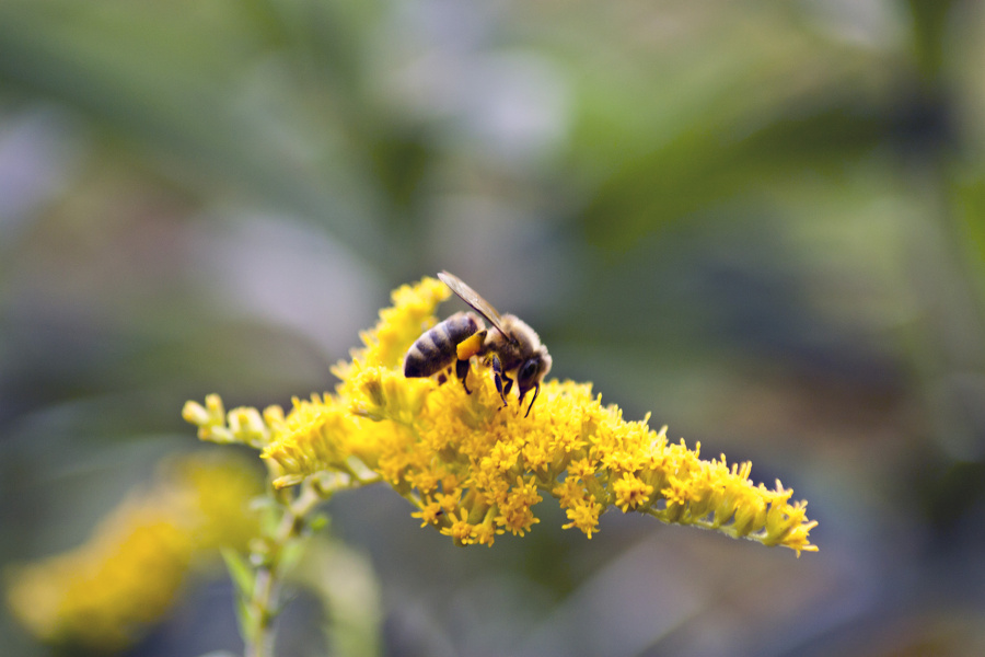 Biene (Apis mellifera) auf gelber Blüte  5926.1.jpg