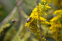 Biene (Apis mellifera) auf gelber Blüte, kanadische Goldrute (Solidago canadensis)  5900.1 