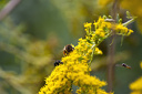 Biene (Apis mellifera) auf gelber Blüte, kanadische Goldrute (Solidago canadensis)  5905.1