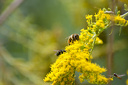 Biene (Apis mellifera) auf gelber Blüte, kanadische Goldrute (Solidago canadensis)  5907.1