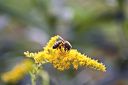 Biene (Apis mellifera) auf gelber Blüte, kanadische Goldrute (Solidago canadensis)  5926.1