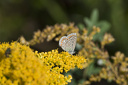 Schmetterling, Hauhechelbläuling (Polyommatus icarus) auf Kanadischer Goldrute (Solidago Canadensis)  6645.1