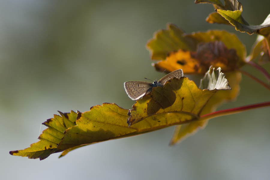 Schmetterling, Hauhechelbläuling (Polyommatus icarus) im Baum  6561.1.jpg