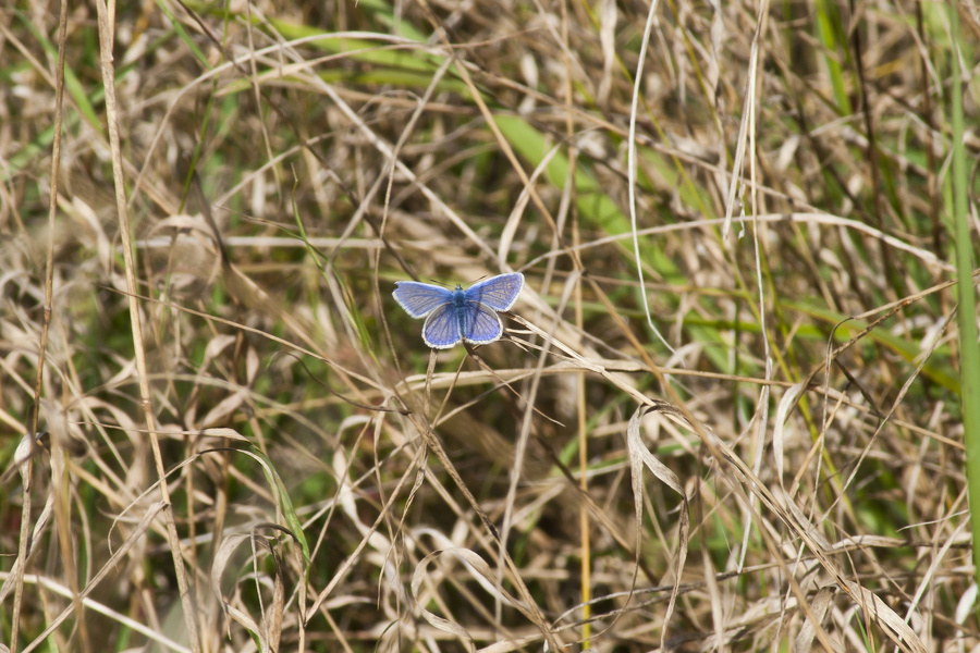 Schmetterling, Hauhechelbläuling (Polyommatus icarus) im Gras  6623.1.jpg