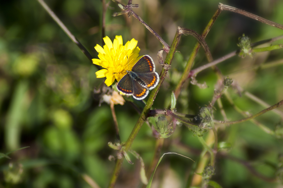 Schmetterling, Kleiner Sonnenröschen-Bläuling (Aricia agestis)  6681.1.jpg