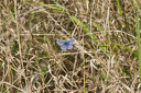 Schmetterling, Hauhechelbläuling (Polyommatus icarus) im Gras  6623.1