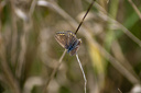 Schmetterling, Kleiner Sonnenröschen-Bläuling (Aricia agestis)  6582.1