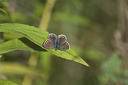 Schmetterling, Kleiner Sonnenröschen-Bläuling (Aricia agestis)  6670.2