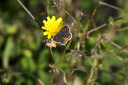 Schmetterling, Kleiner Sonnenröschen-Bläuling (Aricia agestis)  6681.1