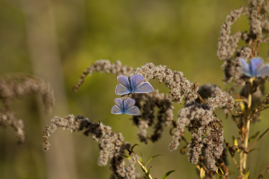 Schmetterling, Hauhechelbläuling (Polyommatus icarus) Männchen auf vertrockneter Kanadischer Goldrute (Solidago Canadensis) 6775.1.jpg