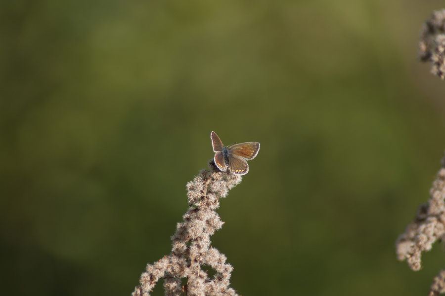 Schmetterling, Hauhechelbläuling (Polyommatus icarus) Weibchen auf vertrockneter Kanadischer Goldrute (Solidago Canadensis)  6784.1.jpg