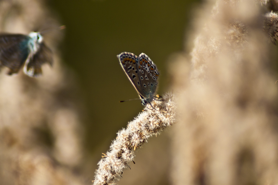 Schmetterling, Hauhechelbläuling (Polyommatus icarus) Weibchen auf vertrockneter Kanadischer Goldrute (Solidago Canadensis)  6874.1.jpg