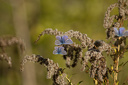 Schmetterling, Hauhechelbläuling (Polyommatus icarus) Männchen auf vertrockneter Kanadischer Goldrute (Solidago Canadensis) 6775.1