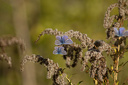 Schmetterling, Hauhechelbläuling (Polyommatus icarus) Männchen auf vertrockneter Kanadischer Goldrute (Solidago Canadensis) 6775.2