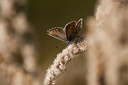 Schmetterling, Hauhechelbläuling (Polyommatus icarus) Weibchen auf vertrockneter Kanadischer Goldrute (Solidago Canadensis)  6867.1
