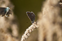 Schmetterling, Hauhechelbläuling (Polyommatus icarus) Weibchen auf vertrockneter Kanadischer Goldrute (Solidago Canadensis)  6874.1
