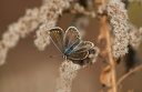 Schmetterling, Hauhechelbläuling (Polyommatus icarus) Weibchen auf vertrockneter Kanadischer Goldrute (Solidago Canadensis)  6894.1