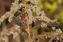 Schmetterling, Hauhechelbläuling (Polyommatus icarus) Weibchen auf vertrockneter Kanadischer Goldrute (Solidago Canadensis)  6902.1