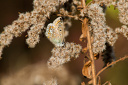 Schmetterling, Hauhechelbläuling (Polyommatus icarus) Weibchen auf vertrockneter Kanadischer Goldrute (Solidago Canadensis)  6908.1