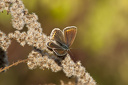 Schmetterling, Hauhechelbläuling (Polyommatus icarus) Weibchen auf vertrockneter Kanadischer Goldrute (Solidago Canadensis)  6917.1