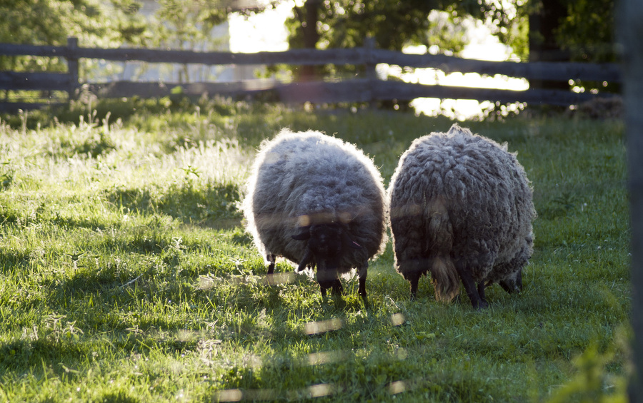 Zwei Schafe in der Abendsonne  8016.1.jpg