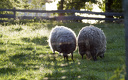 Zwei Schafe in der Abendsonne  8016.1