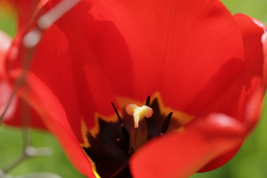 Rote-Tulpen-5401.JPG