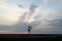 Sonnenaufgang auf meiner Fabrik, Pflanze auf der Mauer  0089
