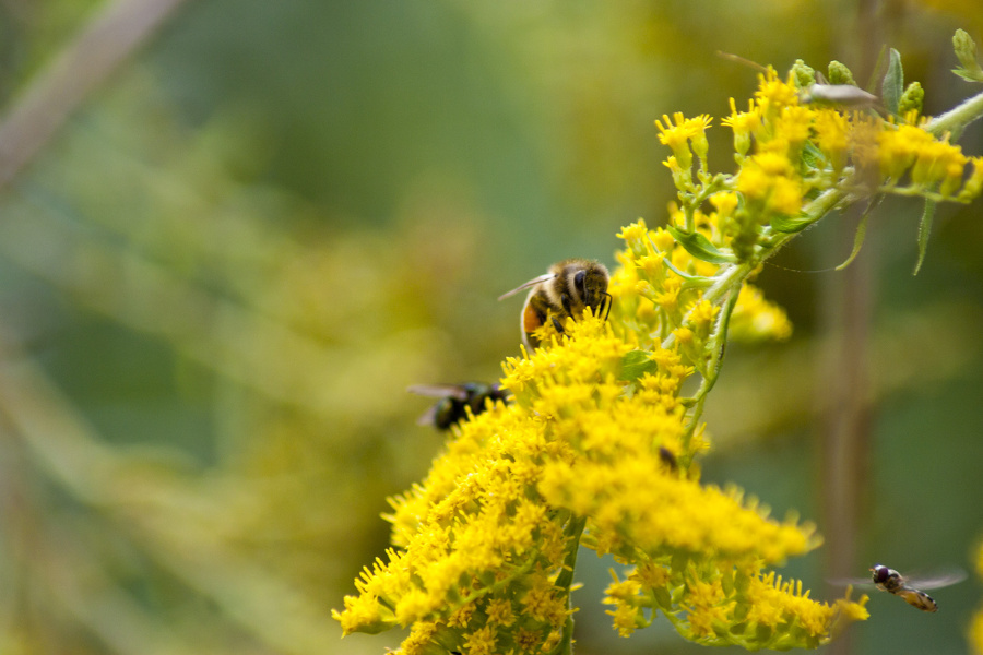 Biene (Apis mellifera) auf gelber Blüte  5907.1.jpg