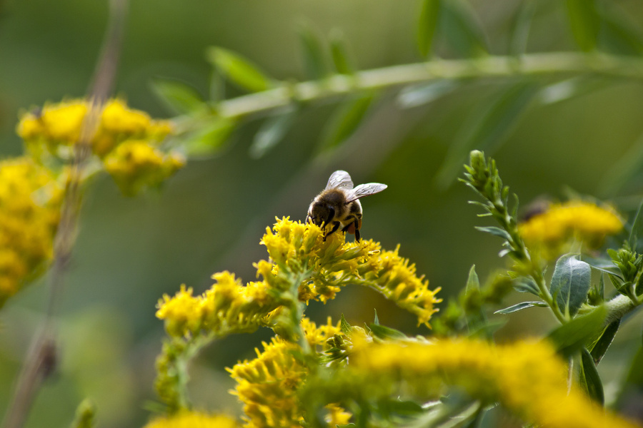 Biene (Apis mellifera) auf gelber Blüte  5952.1.jpg