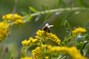 Biene (Apis mellifera) auf gelber Blüte, kanadische Goldrute (Solidago canadensis)  5952.1